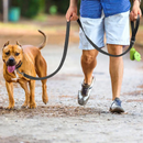 Correa Reflectante para Perros con Mosquetón Metálico