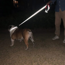 Correa Reflectante para Perros con Mosquetón Metálico