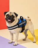 Arnés Personalizado para Perros con Nombre y Teléfono