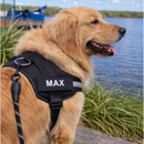 Arnés Personalizado para Perros con Nombre y Teléfono