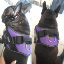 Arnés Personalizado para Perros con Nombre y Teléfono