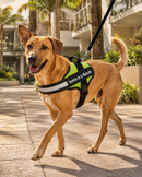 Arnés Personalizado para Perros con Nombre y Teléfono